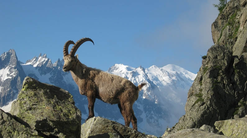 Tour de Mont Blanc