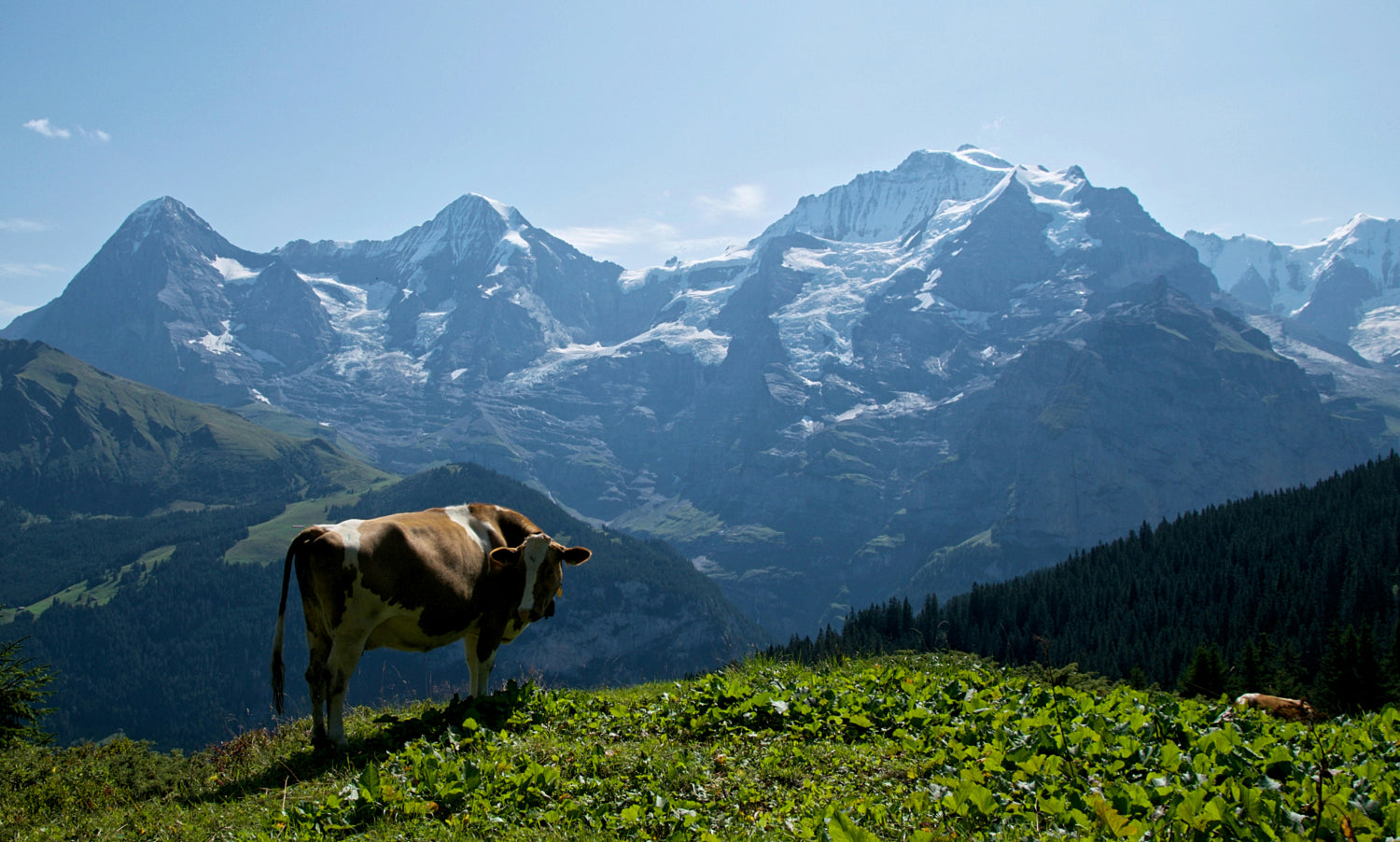 Bespoke trekking holidays in the Bernese Overland - Switzerland