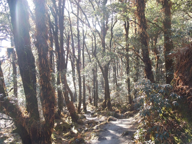 Langtang Valley tea house trek