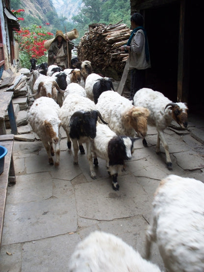 Lower Manaslu villages trekking holiday - Nepal