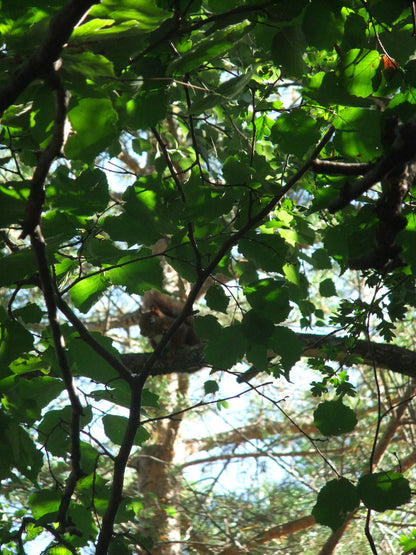 Bestue bespoke trekking holiday - Spanish Pyrenees