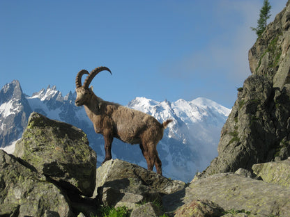 Tour de Mont Blanc - 10 day self guided trek