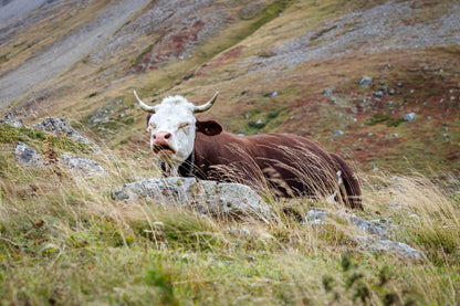 Tour de Mont Blanc - 9 day self guided trek