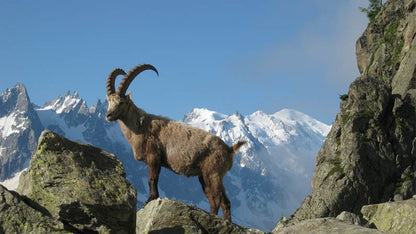 Tour de Mont Blanc - 9 day self guided trek