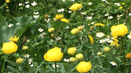 Tour de Mont Blanc - 9 day self guided trek