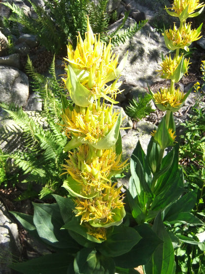 Moderate walking holiday in the Spanish Pyrenees